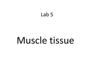 Muscle and Nervous Tissues in Biology Lab