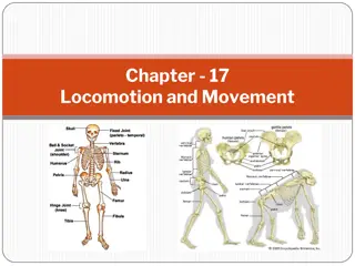 Locomotion and Movement in Living Beings