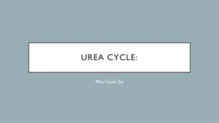 Urea Cycle - Biochemical Process for Ammonia Detoxification