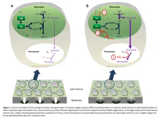 Concepts of Drought-Induced Reactive Oxygen Species Generation in Photosynthesis