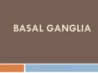 Basal Ganglia and Corpus Striatum in Neuroanatomy