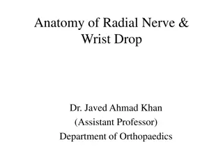 Radial Nerve Anatomy and Wrist Drop: Understanding the Condition