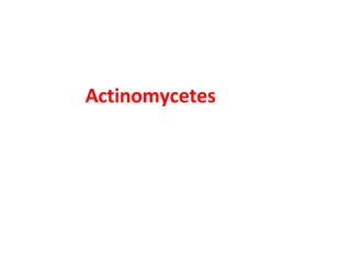 Exploring Actinomycetes: Diversity, Morphology, and Habitat