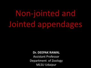 Understanding Non-Jointed and Jointed Appendages in Zoology
