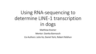Utilizing RNA Sequencing: LINE-1 Transcription in Dogs