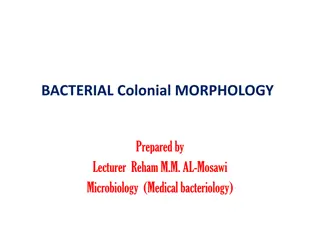 Understanding Bacterial Colony Morphology for Microorganism Identification