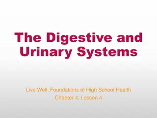 Understanding Digestive and Urinary Systems for Better Health