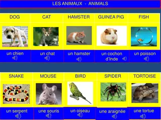 Learning About Pets and Animals