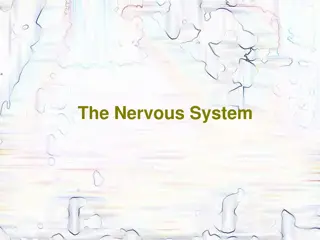 Understanding the Nervous System: Neurons, Neuron Structure, and Neuroglial Cells