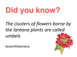 Fascinating Facts About Lantana Plants You Didn't Know!