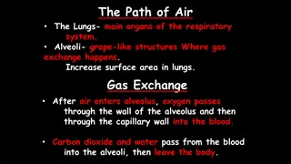 Understanding the Respiratory System and Effects of Smoking