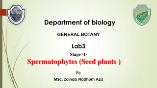 Understanding Spermatophytes: Seed Plants for Botany Enthusiasts