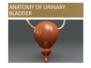 Understanding the Anatomy of the Urinary Bladder
