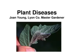 Common Plant Diseases and Prevention Methods by Joan Young, Lyon Co. Master Gardener