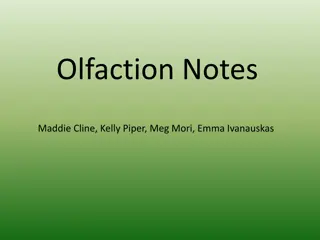 Understanding Olfaction: The Sense of Smell Explained