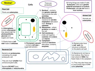 Cells: Structure, Similarities, and Microscopy Mastering