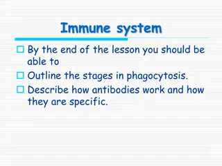 Understanding Immune System: Phagocytosis and Antibodies Explained