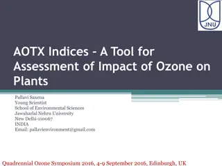 Assessment of Ozone Impact on Rice Plants in Delhi Area