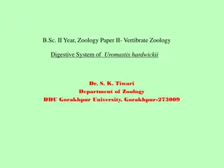 Digestive System of Uromastix hardwickii: Structure and Function