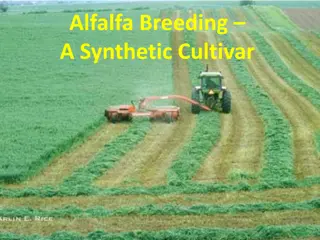 Alfalfa Breeding: Selection and Development for Superior Cultivars