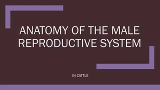 Male Reproductive System Anatomy in Cattle