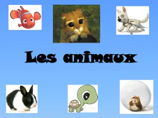Learn Animal Vocabulary: Singular and Plural Rules for Pets