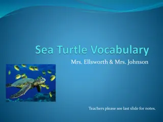 Explore Sea Turtle Life Cycle and Conservation Efforts