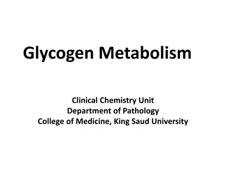 Glycogen Metabolism Overview