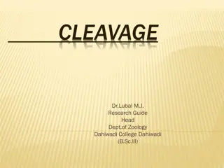 CLEAVAGE