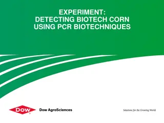Detecting Biotech Corn with PCR Biotechniques