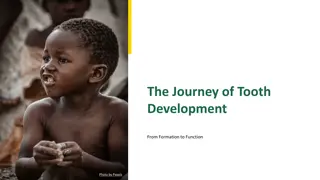 The Journey of Tooth Development: From Formation to Function