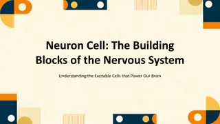 Exploring the Essentials of Neurons and the Nervous System