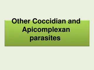 Cyclospora Parasite: Symptoms, Pathogenesis, and Epidemiology