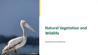 Exploring India's Diverse Natural Vegetation and Wildlife