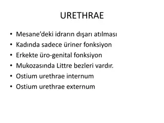 Understanding the Male and Female Urethra: Structure and Function