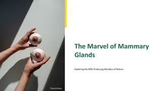 Unveiling the Marvels of Mammary Glands: A Comprehensive Exploration