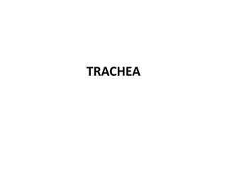 Understanding the Anatomy of the Trachea