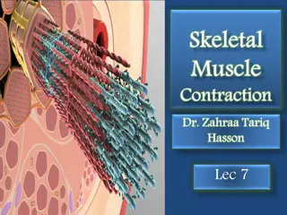Understanding the Cross-Bridge Cycle in Muscle Contraction
