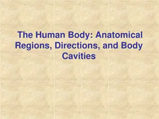 Understanding Human Anatomy and Physiology