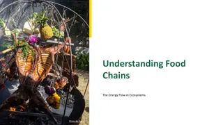 Understanding Food Chains: Energy Flow in Ecosystems