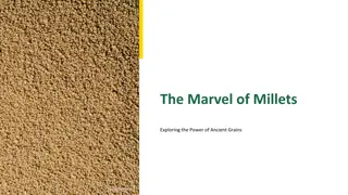 Exploring the Marvel of Millets: Ancient Grains Unveiled