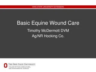 Equine Wound Care Guide: Tips and Treatment Options