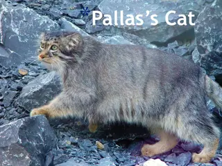 Fascinating Insights into Pallas Cats and Their Habitat