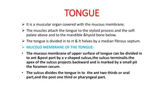 Anatomy of the Tongue: Muscles, Mucous Membrane, and Blood Supply