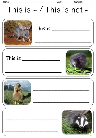 Wildlife Collection: Animals in Action