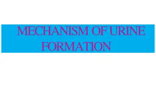 Understanding the Mechanism of Urine Formation