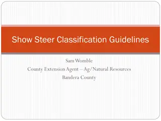 Livestock Show Steer Classification Guidelines by Sam Womble