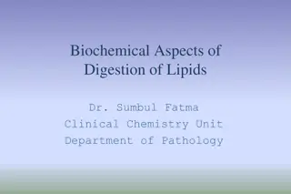 Understanding Lipid Digestion Process in the Body