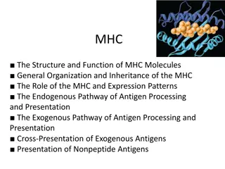 Understanding the Structure and Function of MHC Molecules