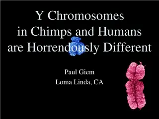 Y Chromosomes in Humans and Chimps: Profound Differences Revealed
